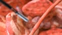 do professional 3d medical animation and human anatomy