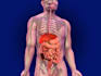 do professional 3d medical animations