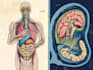 design scientific, medical, educational illustration for you