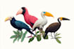 draw birds or animals in scientific illustration digitally