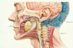 make highly customised medical and anatomy illustrations