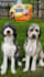 create ugc content for pet products with my 2 dogs