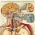 design medical and scientific illustration