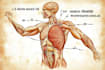 draw exercise, medical and anatomy illustrations