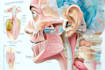 make highly customised medical and anatomy illustrations