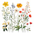 make botanical illustration with hand drawn