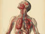 create anatomy, medical, and scientific illustrations
