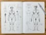 draw professional medical illustrations