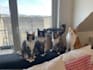 performance starke katzen ugc videos drehen