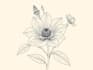 drawn a highly detailed line art botanical illustration