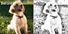 do pencil sketch drawing in just a few hours