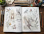 draw animal and botanical illustrations