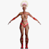 create cartoon 3d modelling and 3d characters animation