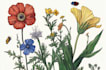 draw botanical illustration art for you