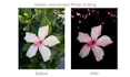 do basic to advanced photo editing