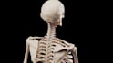 create accurate 3d medical animations for education and healthcare