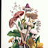 paint botanical and scientific illustrations