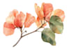 draw flowers illustrations in watercolour style