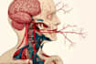 draw digital coloured anatomy and medical illustrations