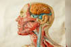 draw anatomy images and medical illustrations professionally