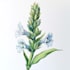 paint watercolor botanical illustrations