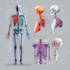 draw anatomy and medical vector illustration