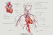 draw exercise, medical and anatomy illustrations