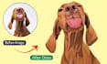 draw your dog portrait, cat vector and any pet illustration