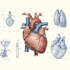 do medical and scientific illustrations