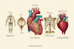 draw exercise, medical and anatomy illustrations