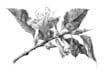 illustrate botanical and anatomical scientific illustrations