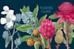 draw botanical illustration art for you