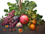 draw realistic plants, vegetables, fruits