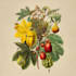 draw an animal and botanical illustration