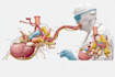 draw exercise, medical and anatomy illustrations