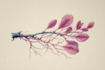 do botanical and anatomical scientific illustrations