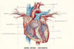 draw exercise, medical and anatomy illustrations