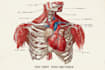 draw exercise, medical and anatomy illustrations