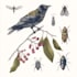 draw high quality animal, insect, and botanical art
