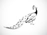 design outstanding line art peacock logo