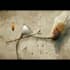 paint botanical and scientific illustrations