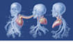 draw exercise, medical and anatomy illustrations