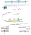 do scientific writing, modeling and editing