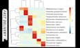 analyze microbiome and metagenomics data 16s shotgun in r and python