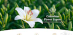 build a professional wix, squarespace or claude website
