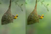 professionally edit your wildlife and nature photos