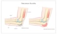 draw human anatomy illustrations for medical education and textbooks