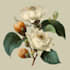paint watercolor botanical illustrations