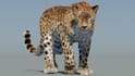 do 3d animal model, 3d fur 3d xgen 3d zbrush