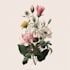 line art illustrations, botanical flowers, plants